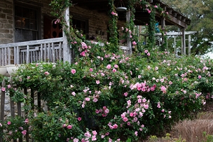 ROSA ‘CLIMBING PINKIE’ - Polyantha Rose